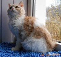 Кудрявые котята Селкирк-рекс короткошерстные