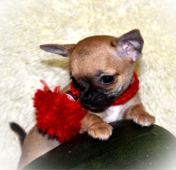 продаются щенки чихуахуа разных окрасов