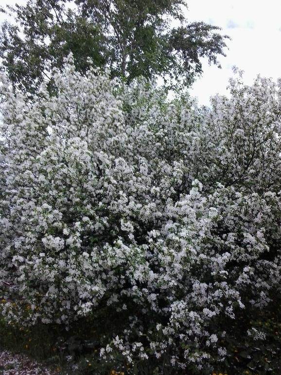 Яблоня