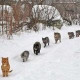 Игорь Кузнецов