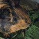 Марина