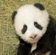 Pandenok1987