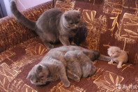 Британские котята