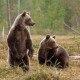 Наталья Сойникова