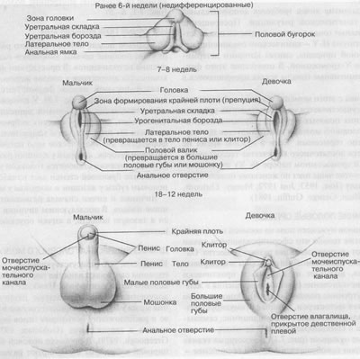 раннее определение пола