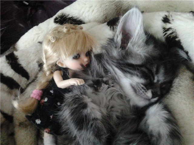 Куклы BJD