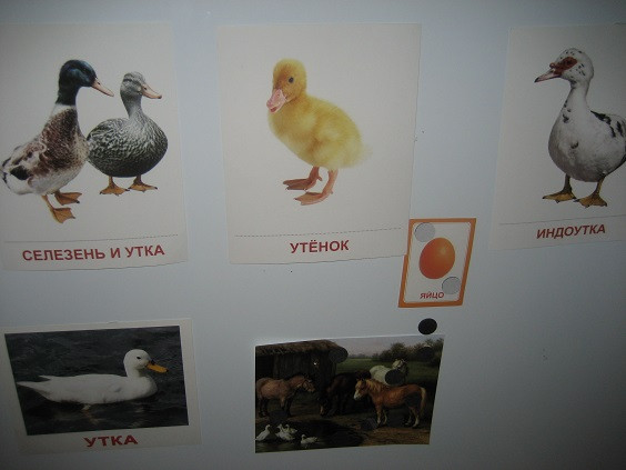 ТН