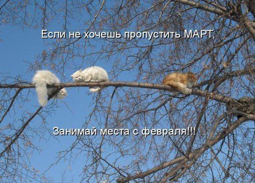 Март - коты прилетели