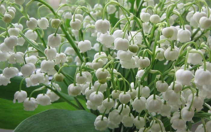 Мои любимые))) Обожаю ландыши!
