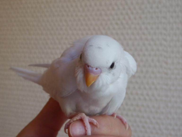 Мои сладкие малыши уже совсем большие, летают)