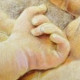 semga