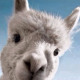 Camel-Camel