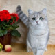 LimonCHik