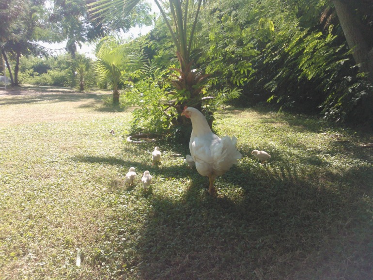pgs kiris resort 5*