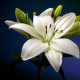 LiliyaS
