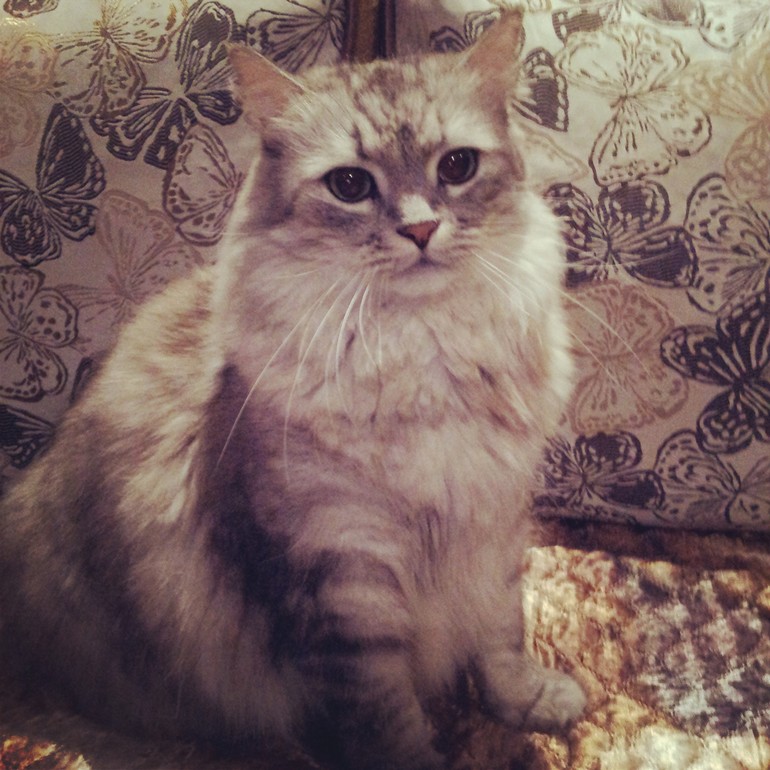 Мой котик