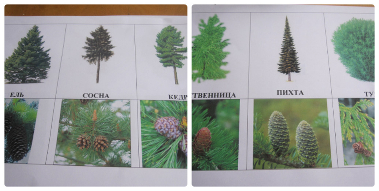 ТН