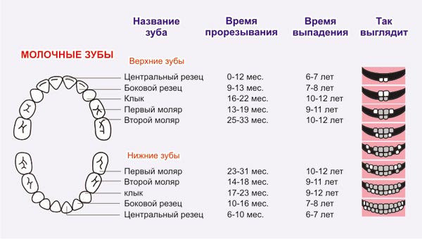Покусака, или Порядок прорезывания зубов