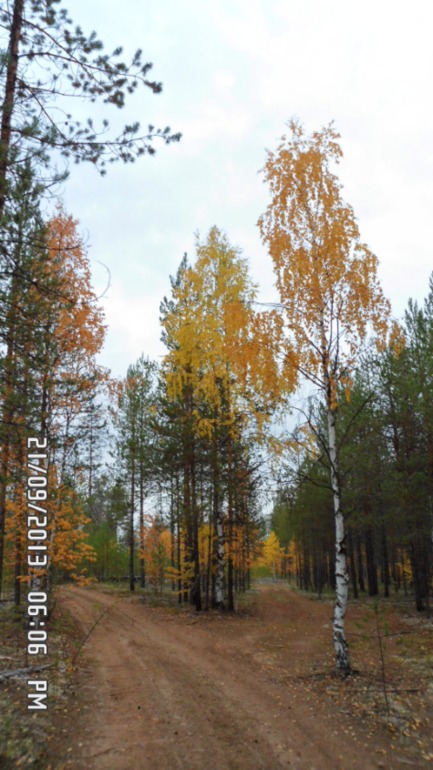Осенняя поездка в лес