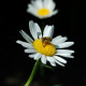 I_am_Hope