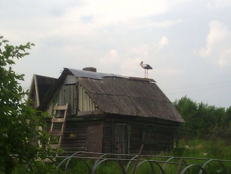 Свежее фото аистов всем на удачу))
