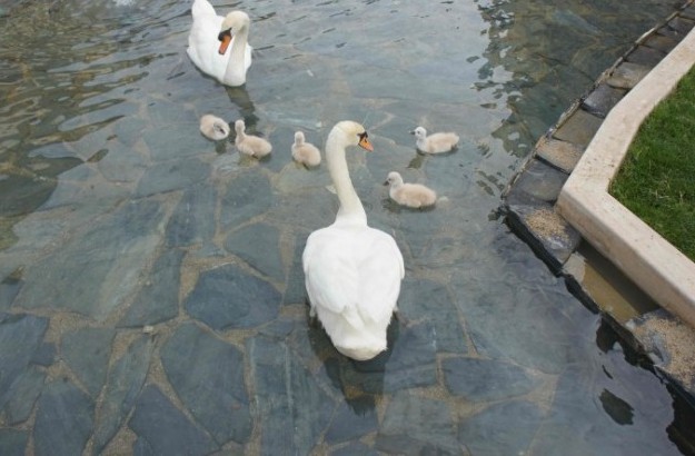 Турция. Белек. Отели Alva Donna Exclusive Hotel & Spa 5*, Maritim Pine Beach Resort 5*