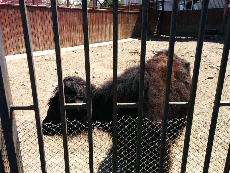 Alice at the Zoo!