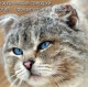 Мама Кошка