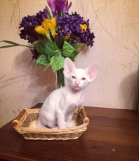 Настоящий котопес! Белоснежный!