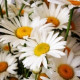 Алевтина255
