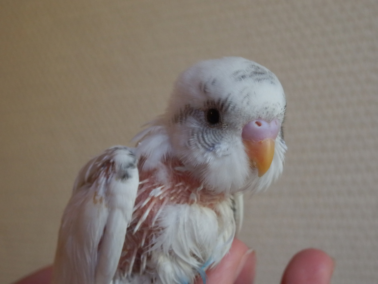 Мои сладкие малыши уже совсем большие, летают)