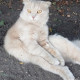 Сова