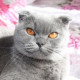 лена
