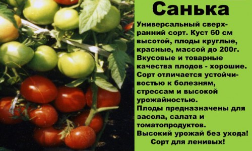 Санька (Марс)