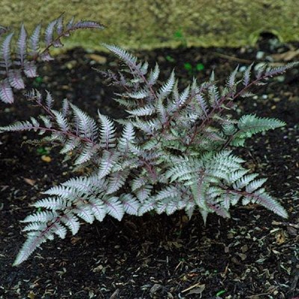 Папоротник niponicum pictum