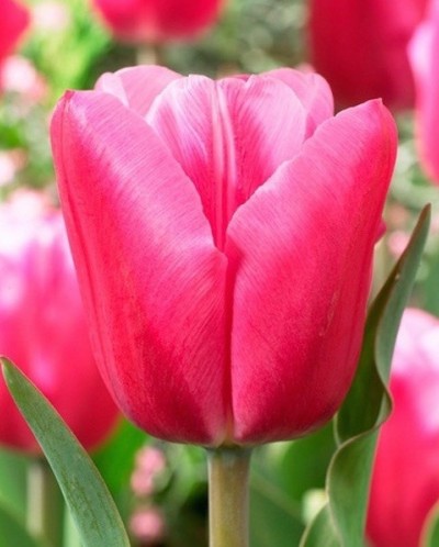 Тюльпан Jumbo Pink