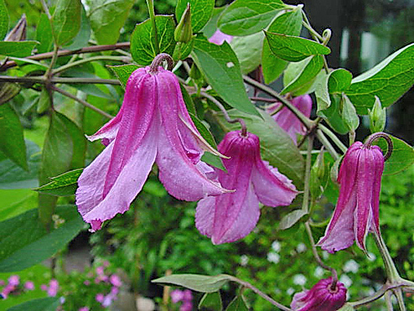 Alionushka