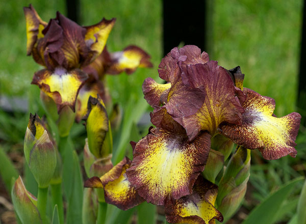 Brown Spotted Yellow ирис германский