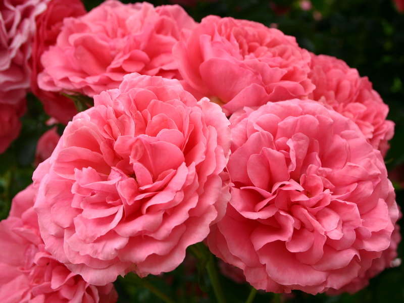 Rosarium Uetersen(плетистая)