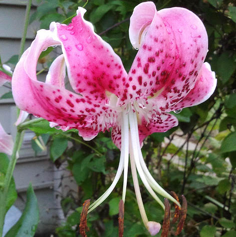 SPECIOSUM UCHIDA(22/24!!!)