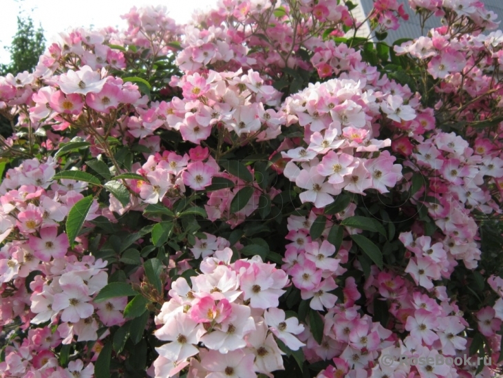 Ballerina (парковая) 2 шт