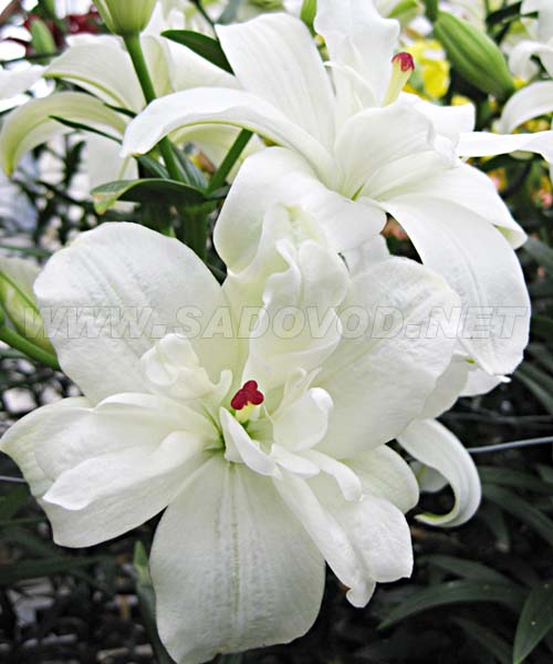 Annemaries Dream