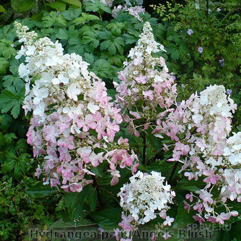 Гортензия метельчатая Ангел Блаш