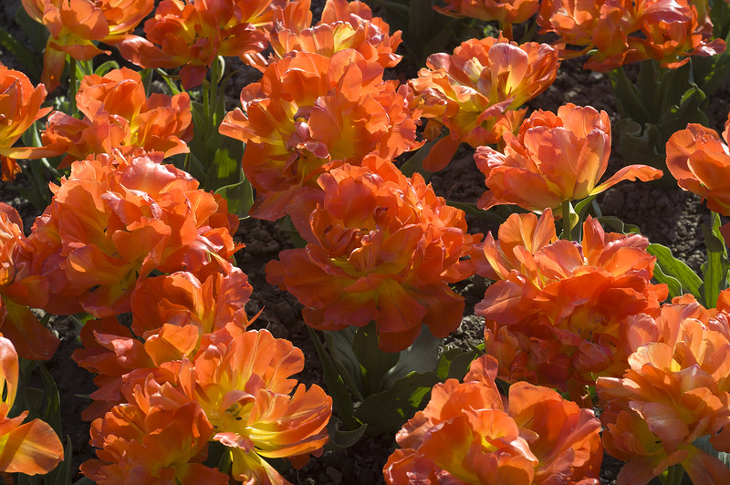 Tulips Monte Orange 15 шт