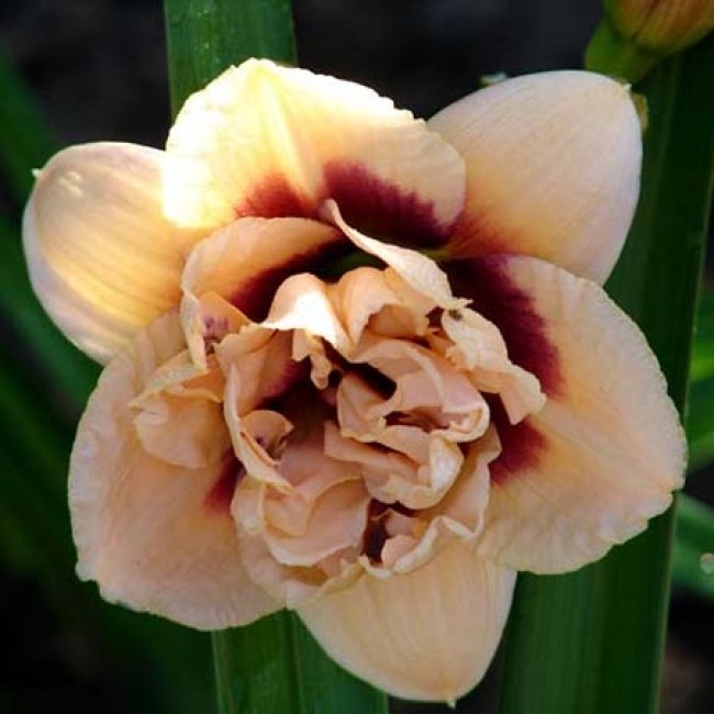 Roswitha