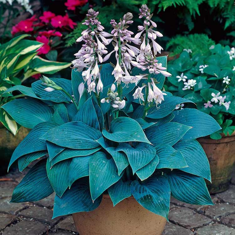 Hosta 'Halcyon'