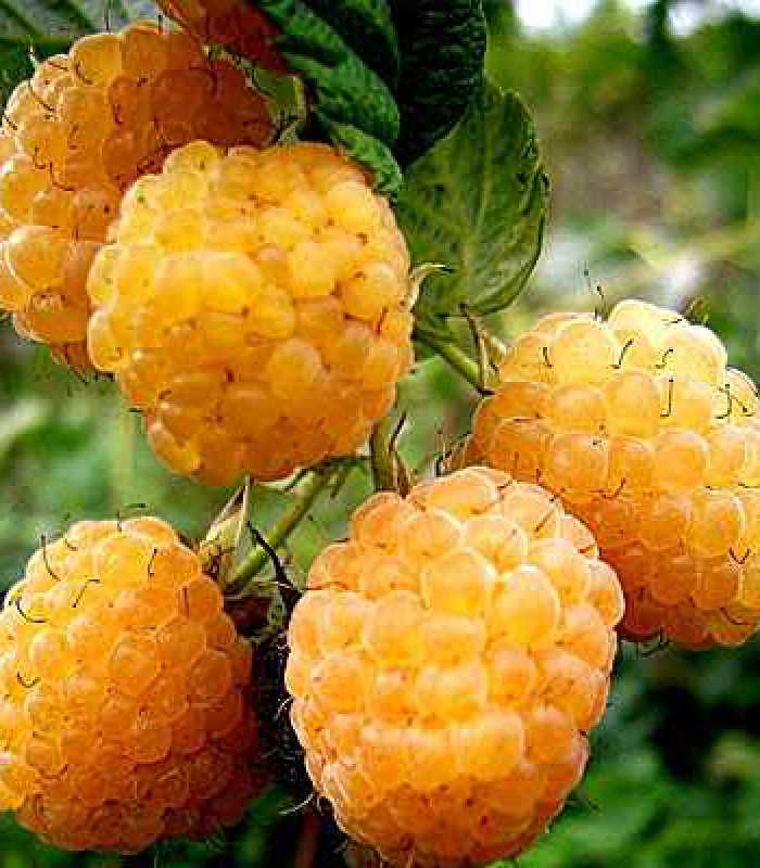 Малина ремонтантная Poranna Rosa(пакет)