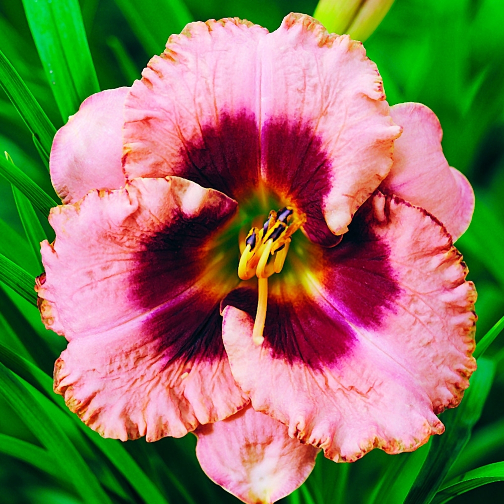 Лилейник  Даринг Десепшен/Hemerocallis  Daring Deception