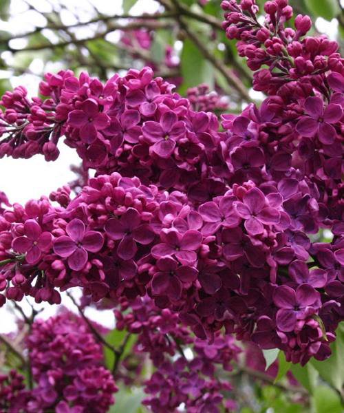 Syringa v. And. an Ludwig Spath/сирень