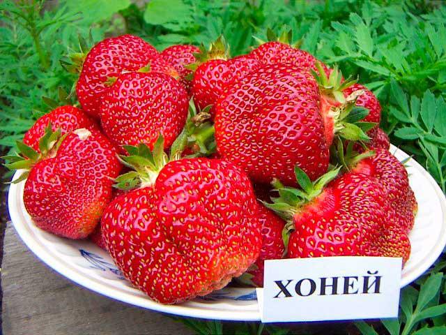 Земляника Хоней